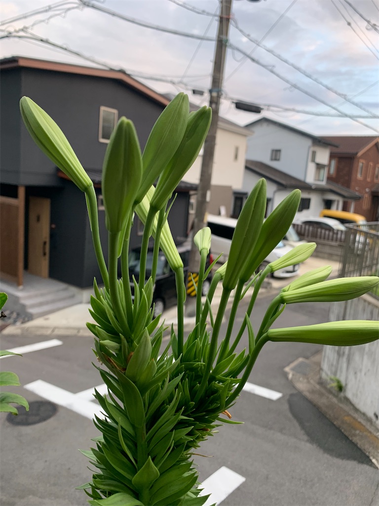 f:id:Kaoriok:20210724185229j:plain