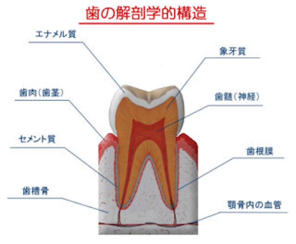 f:id:Karitomo:20190425153941j:image