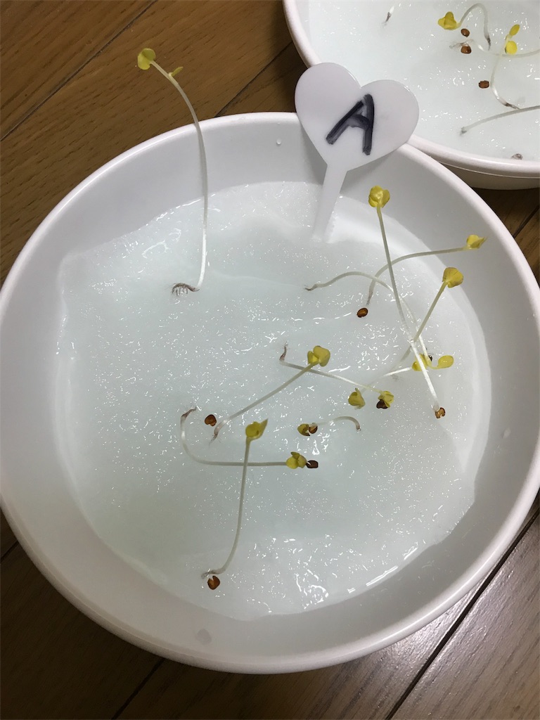f:id:KaruroF:20180603191010j:image f:id:KaruroF:20180603191010j:image