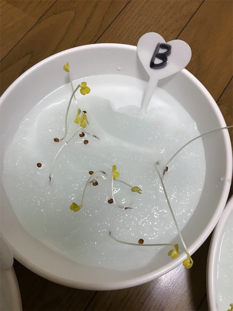 f:id:KaruroF:20180603191053j:image f:id:KaruroF:20180603191053j:image