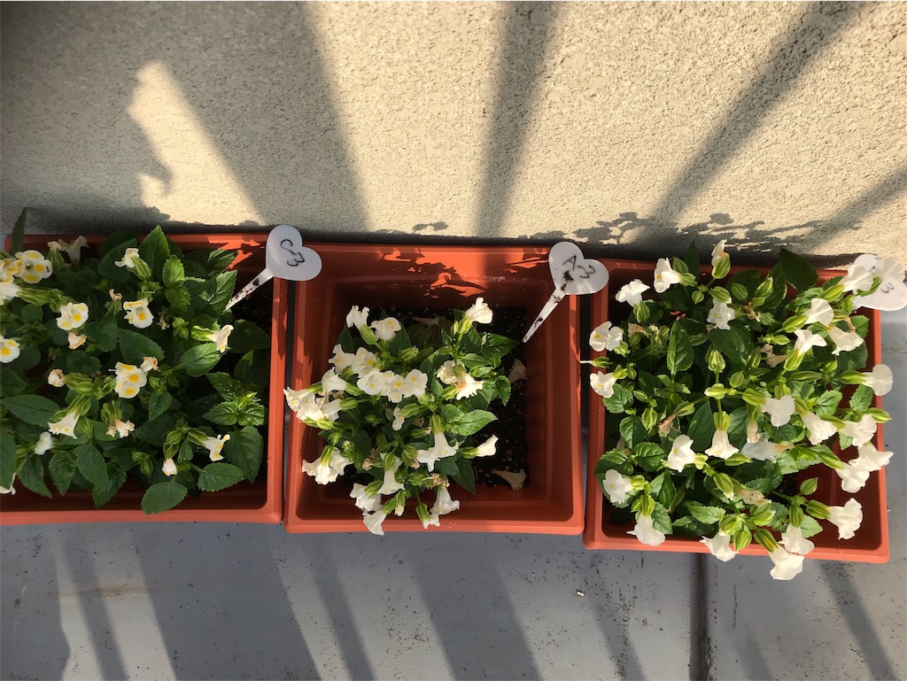 f:id:KaruroF:20180609210339j:image f:id:KaruroF:20180609210339j:image