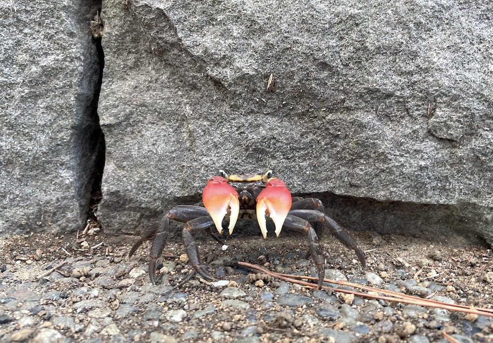 アカテガニとは 動植物の人気 最新記事を集めました はてな