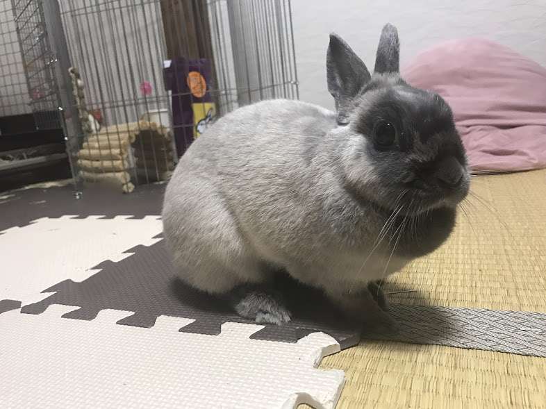 f:id:Katsuox:20170401193741j:plain f:id:Katsuox:20170401193741j:plain