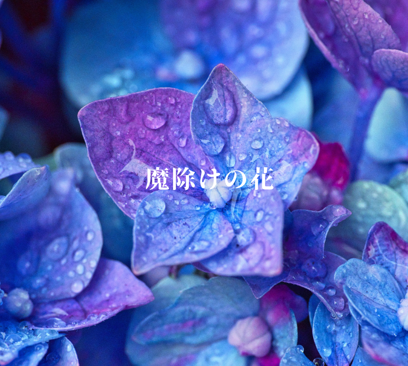 魔除けの花 Kawaguchihihukaの日記