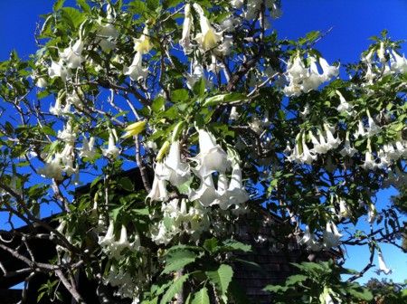 f:id:Kawaimaluhia:20110204042526j:image f:id:Kawaimaluhia:20110204042526j:image