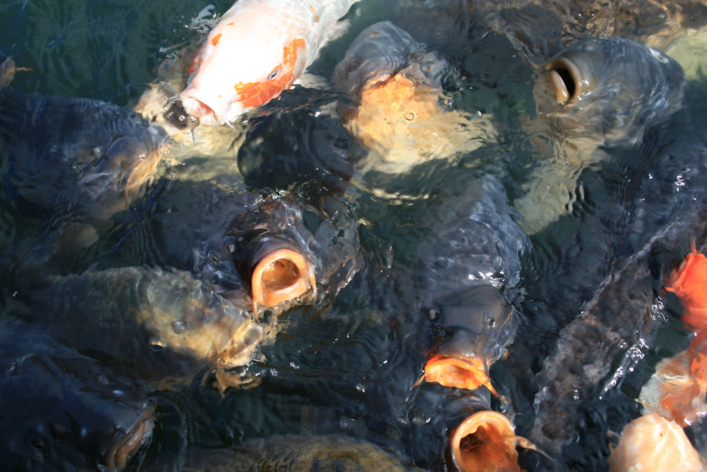 f:id:Kazdorado:20161201192345j:plain f:id:Kazdorado:20161201192345j:plain