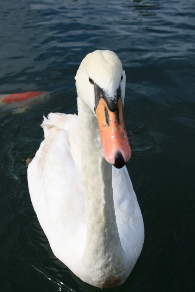 f:id:Kazdorado:20161201193436j:plain f:id:Kazdorado:20161201193436j:plain