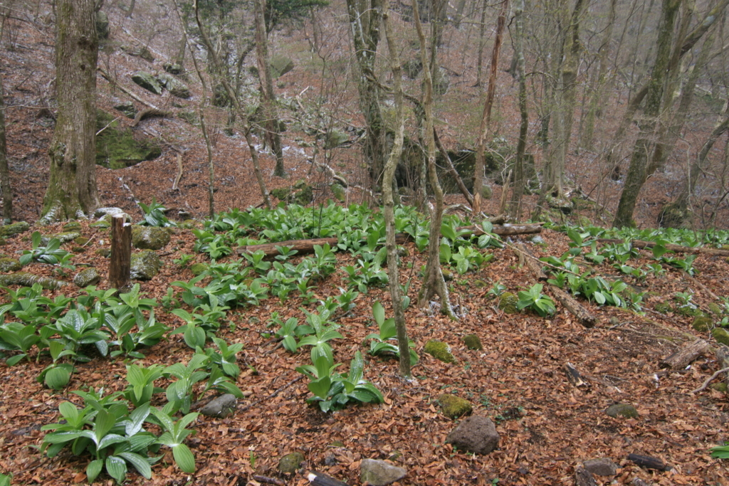 f:id:Kazdorado:20180421172027j:plain f:id:Kazdorado:20180421172027j:plain