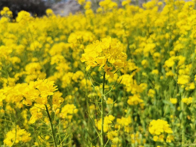 f:id:Kazuho1222:20210330144047j:image