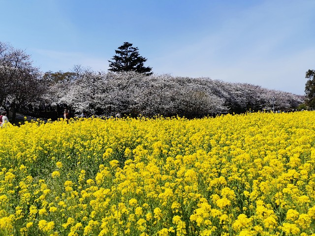 f:id:Kazuho1222:20210330144152j:image