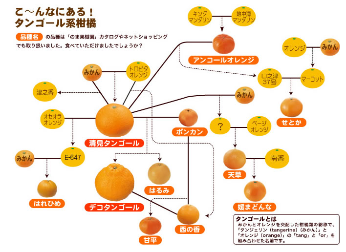 オレンジの系統図