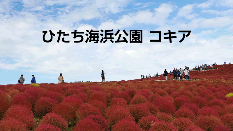 ひたち海浜公園のコキアの見頃はいつ？現地レポートします