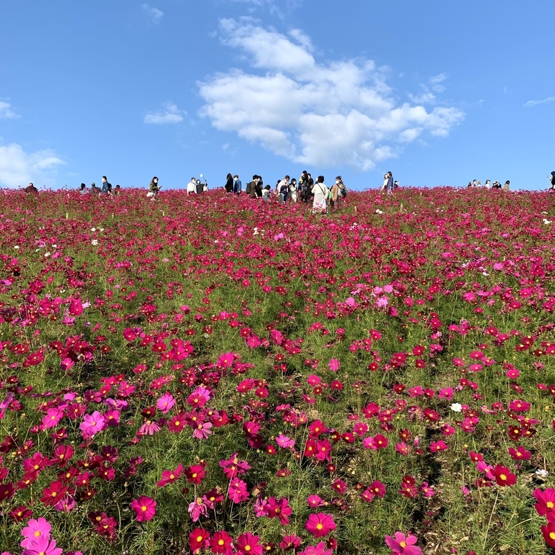 コキアだけなくコスモスも魅力的