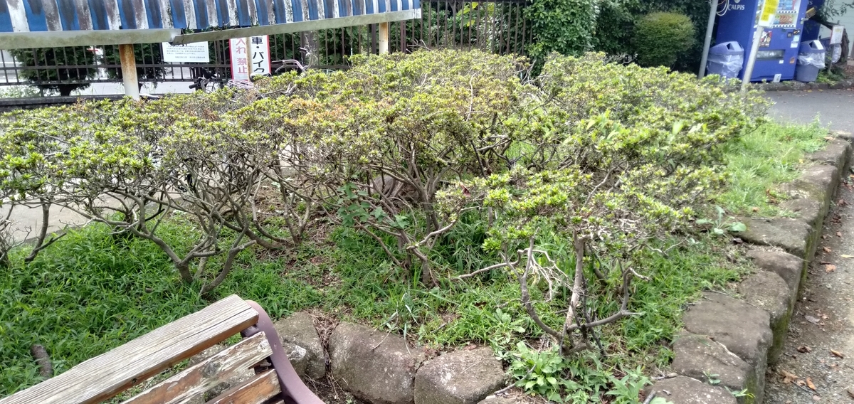 調査 市川市里見公園で散歩すれば何匹の猫に出会えるのか 猫猫猫 K林なんでもゼミナール 調査 市川市里見公園で散歩すれば何匹の猫に出会えるのか 猫猫猫 K林なんでもゼミナール