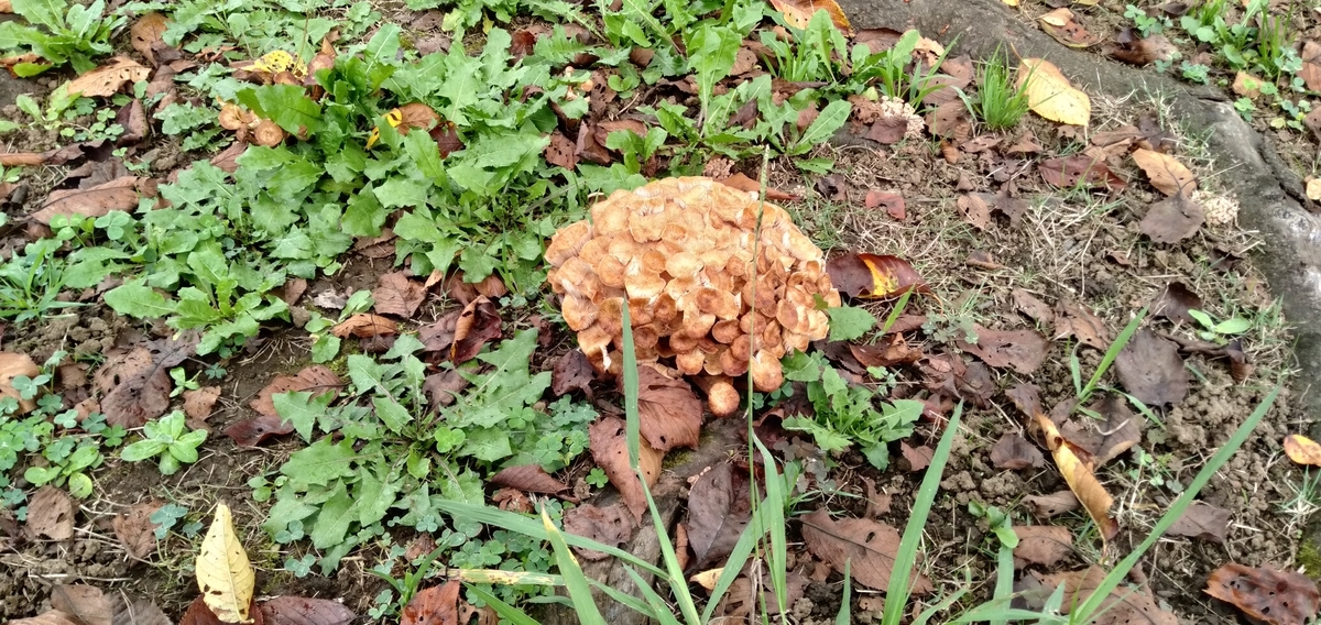 f:id:KbayashiZemi:20210911161558j:plain