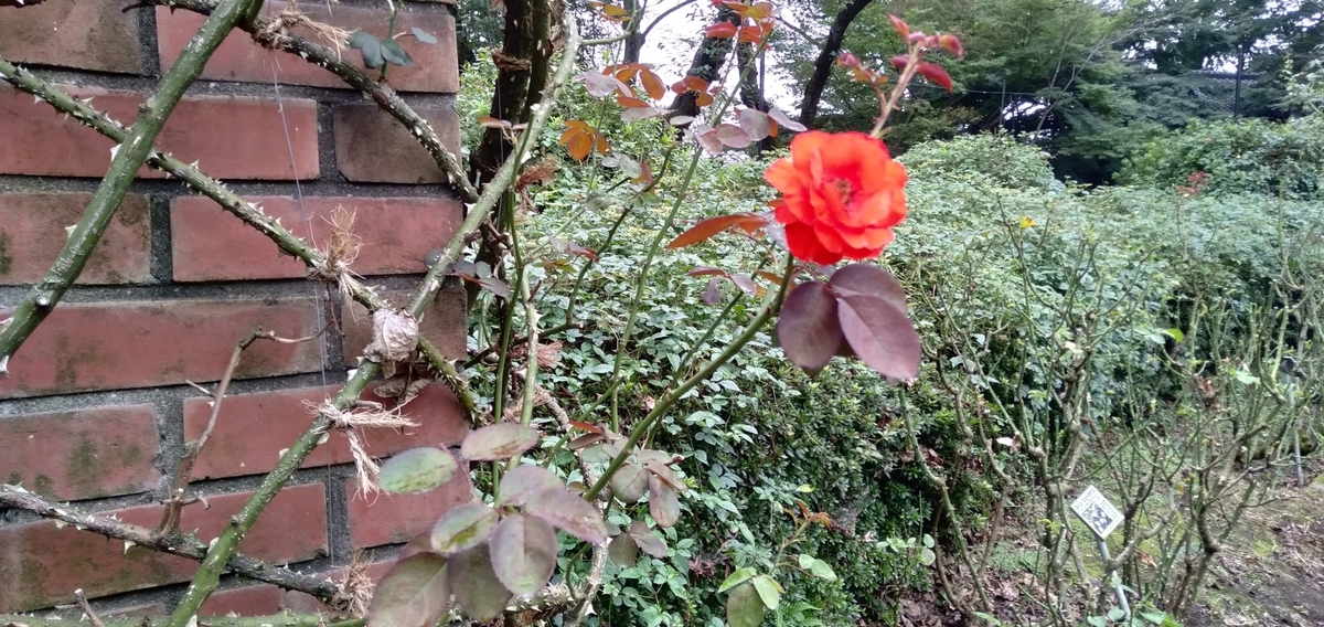 f:id:KbayashiZemi:20210911162702j:plain