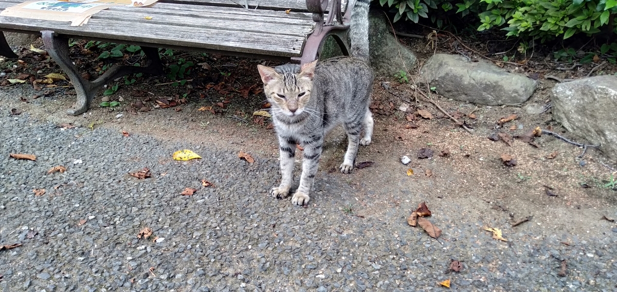 f:id:KbayashiZemi:20210911164921j:plain