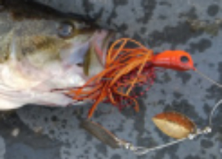 D Zone Evergreen を超える最強スピナーベイトは2度と出ないのか 爆釣戦隊釣れんジャー