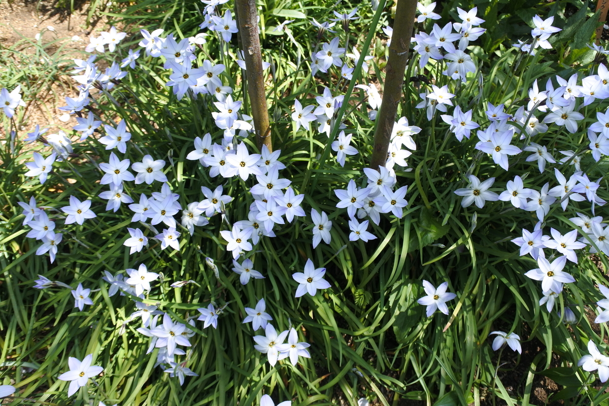グランドカバープランツ～4月から5月上旬 その1～ - 花が好き 庭が