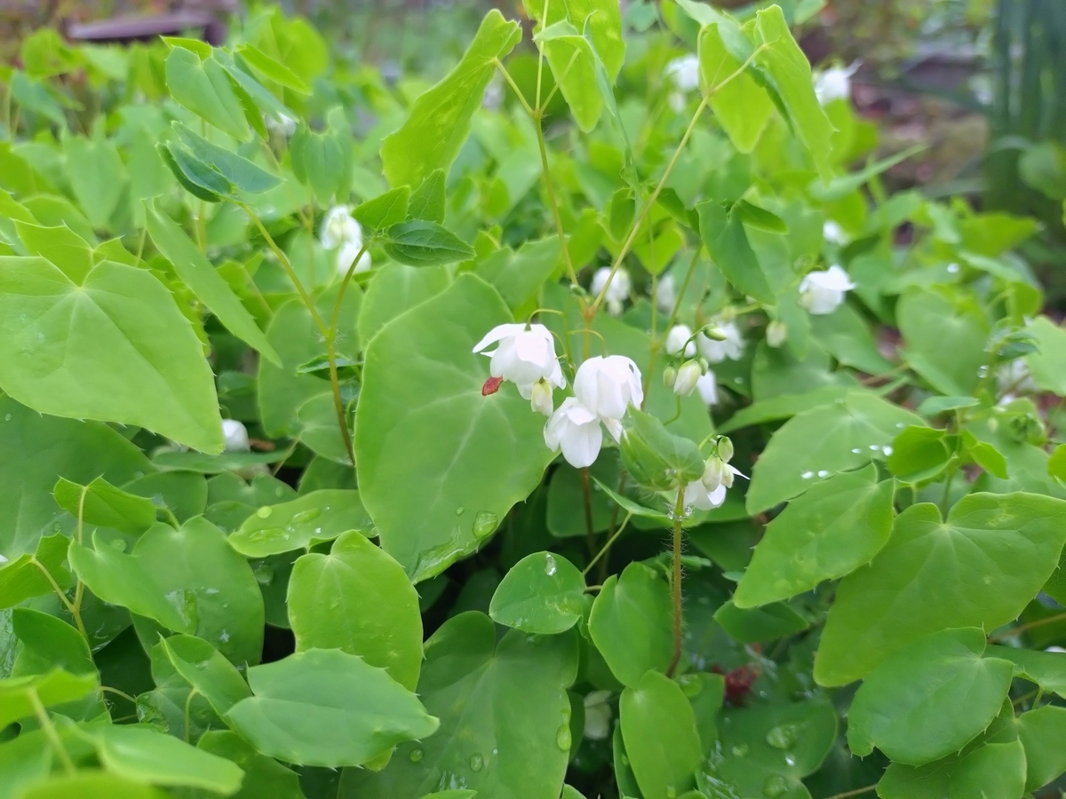 五月に咲く我が家の山野草 - 花が好き 庭が好き keiのガーデン日誌