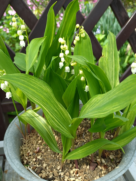 五月に咲く我が家の山野草 - 花が好き 庭が好き keiのガーデン日誌