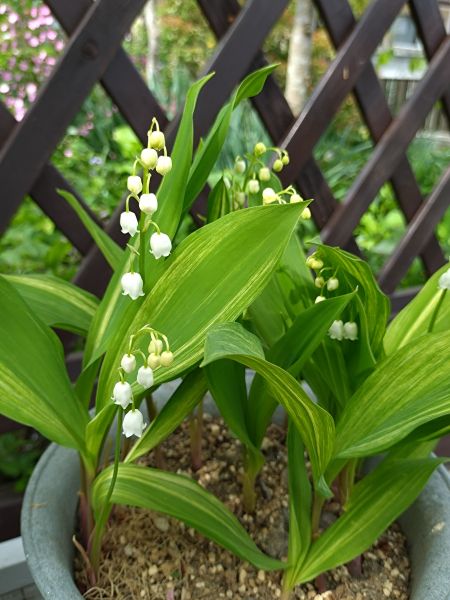 五月に咲く我が家の山野草 - 花が好き 庭が好き keiのガーデン日誌