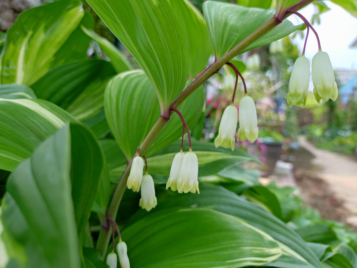 五月に咲く我が家の山野草 - 花が好き 庭が好き keiのガーデン日誌