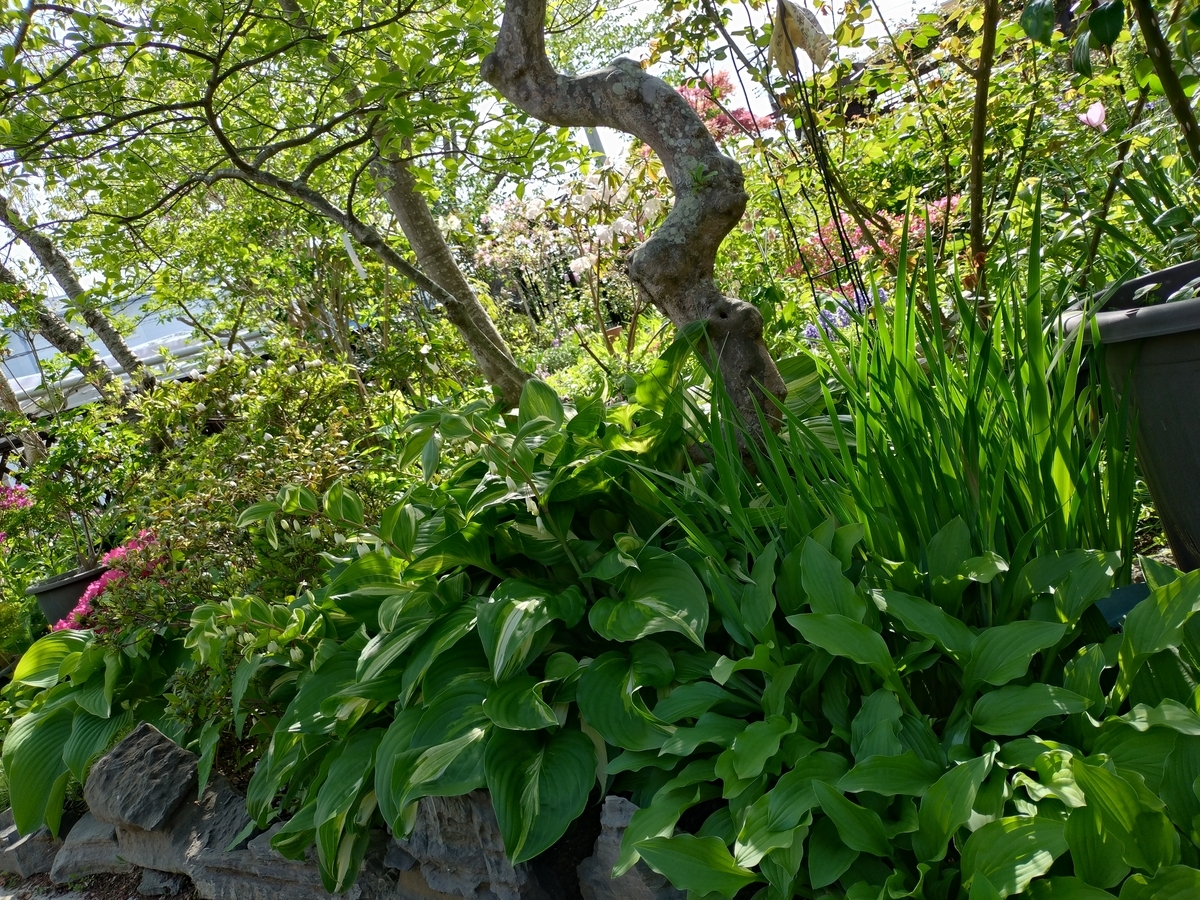 五月に咲く我が家の山野草 - 花が好き 庭が好き keiのガーデン日誌