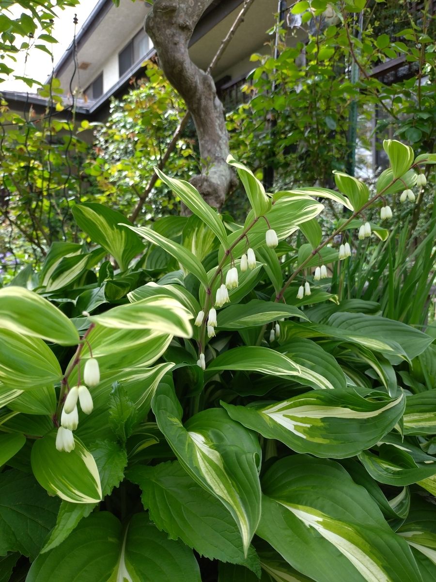 五月に咲く我が家の山野草 - 花が好き 庭が好き keiのガーデン日誌