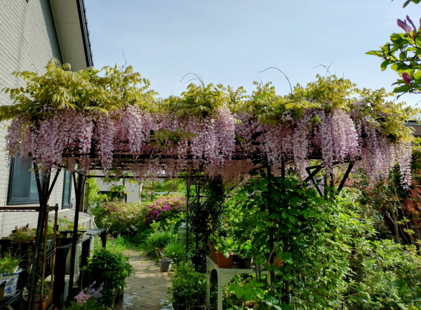 藤の花 Amazon｜himsyuden 藤の花 ガーランド 造花の藤 2本セット 人