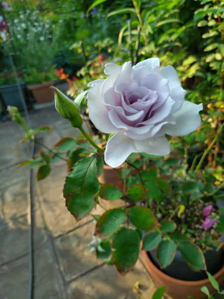 母の庭では、やや遅咲きのバラが見ごろとなっています - 花が好き 庭が