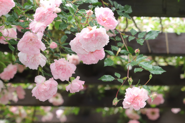 窓から見える花景色と雨上がりの庭 - 花が好き 庭が好き keiのガーデン日誌