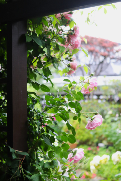 窓から見える花景色と雨上がりの庭 - 花が好き 庭が好き keiのガーデン日誌