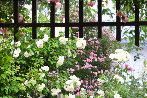 窓から見える花景色と雨上がりの庭 - 花が好き 庭が好き keiのガーデン日誌