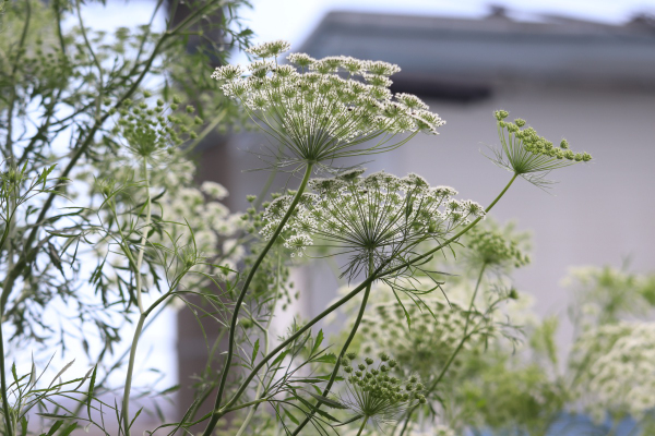 大きく育ったホワイトレースフラワー - 花が好き 庭が好き keiの