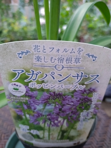 確認用  花苗 ガーデンガーデンさんへ～欲しかった苗を購入して～ - 花が好き 庭が