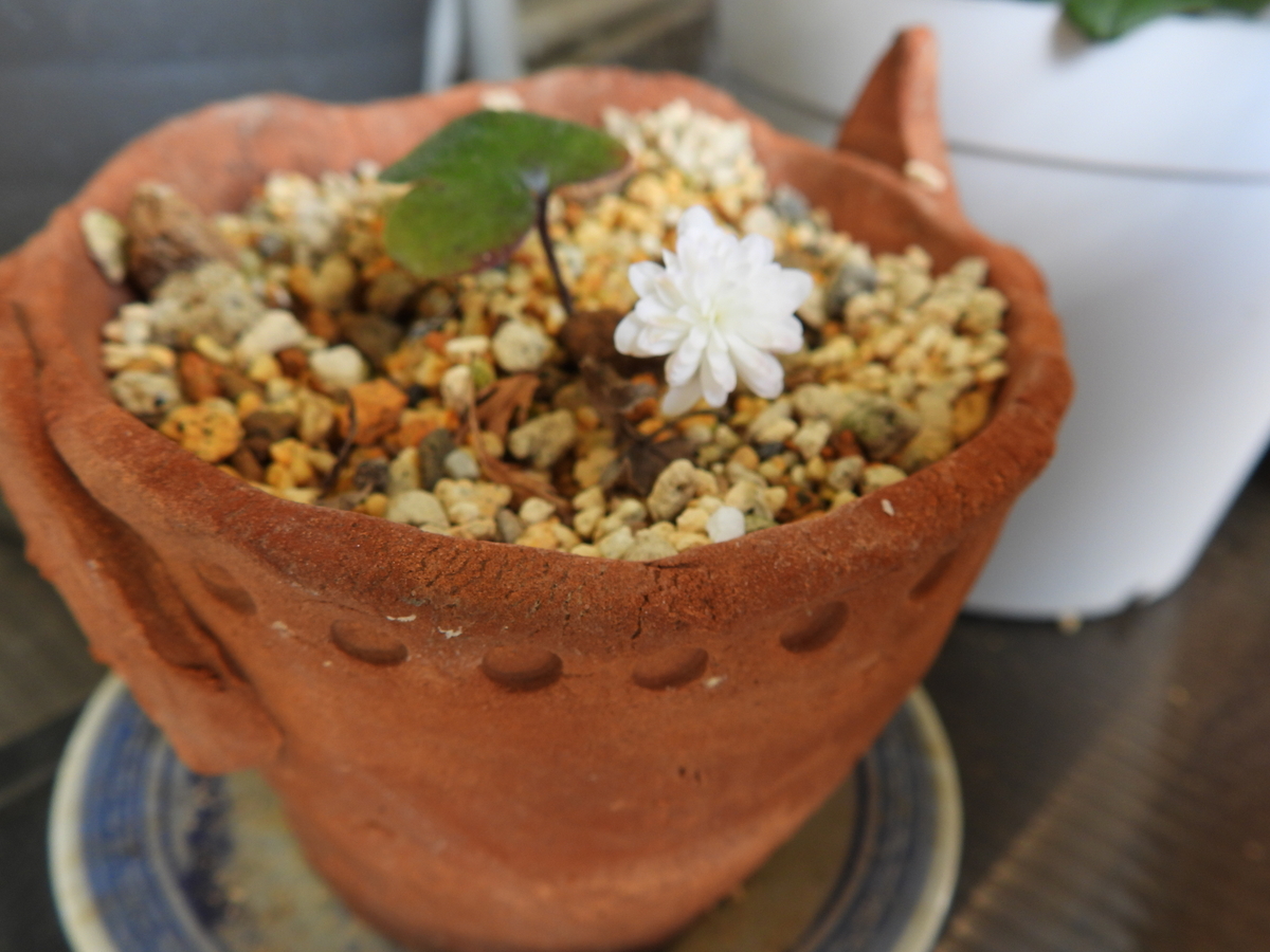 銀座 三越 雪割草　27B599千重咲き（初花、作上がり楽しみ）＊2368　山野草　ウチョウラン