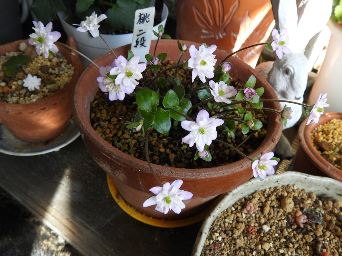 千重咲の雪割草に魅了される毎日 - 花が好き 庭が好き keiのガーデン日誌