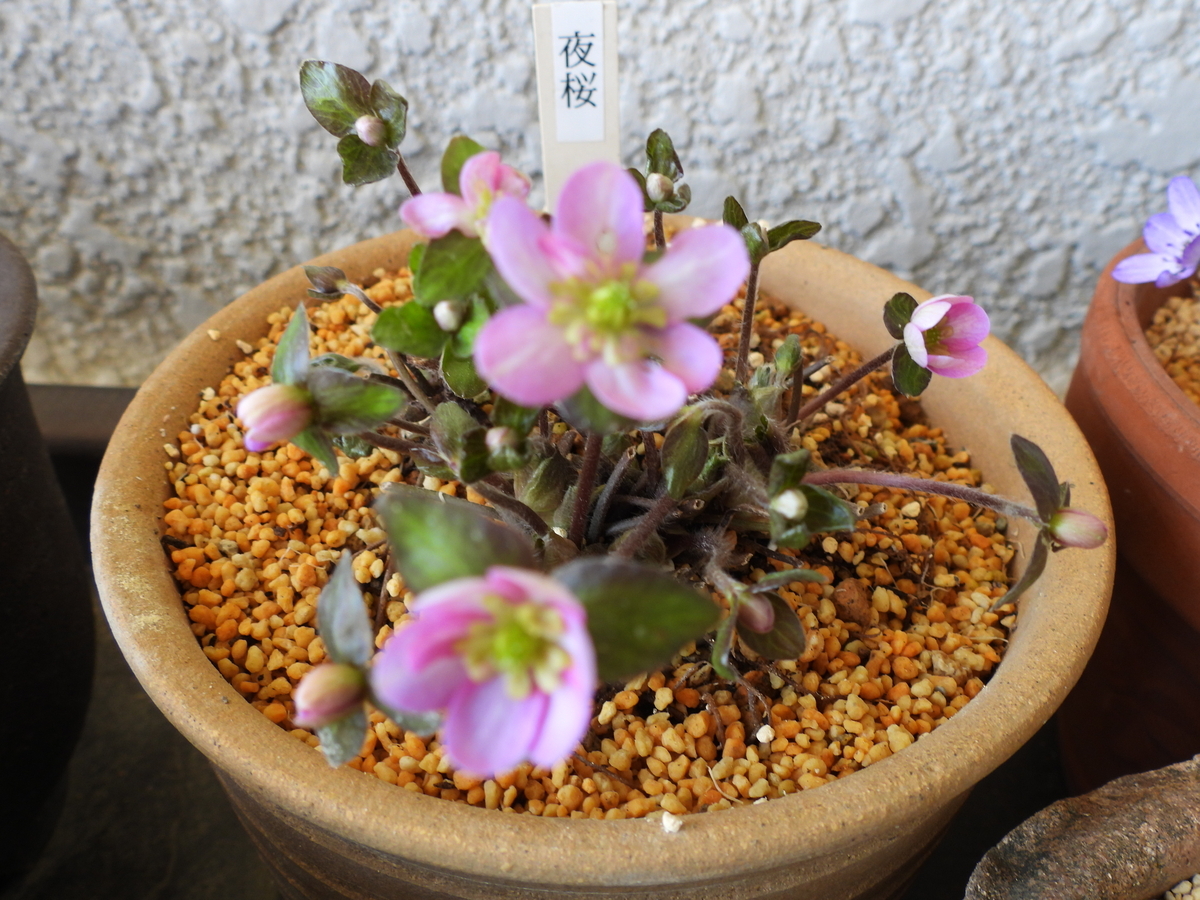 千重咲の雪割草に魅了される毎日 - 花が好き 庭が好き keiのガーデン日誌