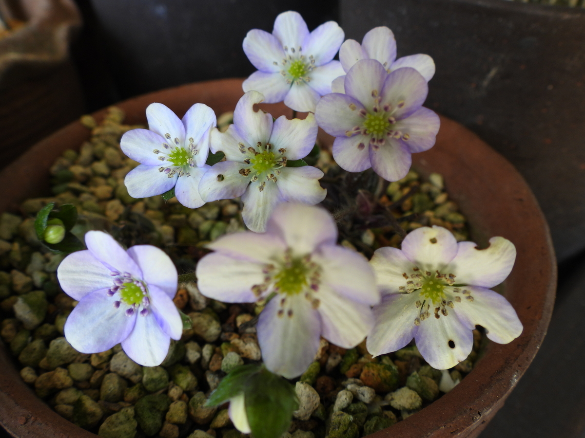 銀座 三越 雪割草　27B599千重咲き（初花、作上がり楽しみ）＊2368　山野草　ウチョウラン