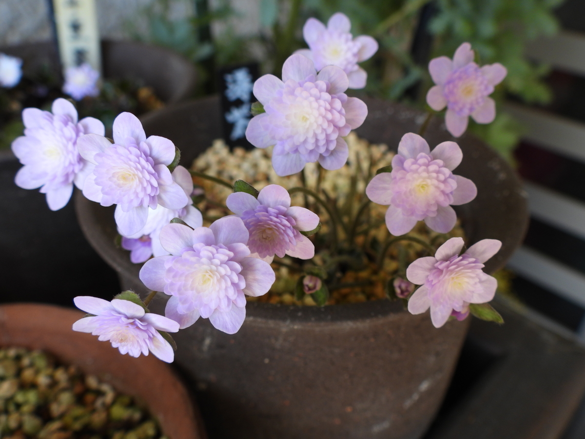 銀座 三越 雪割草　27B599千重咲き（初花、作上がり楽しみ）＊2368　山野草　ウチョウラン