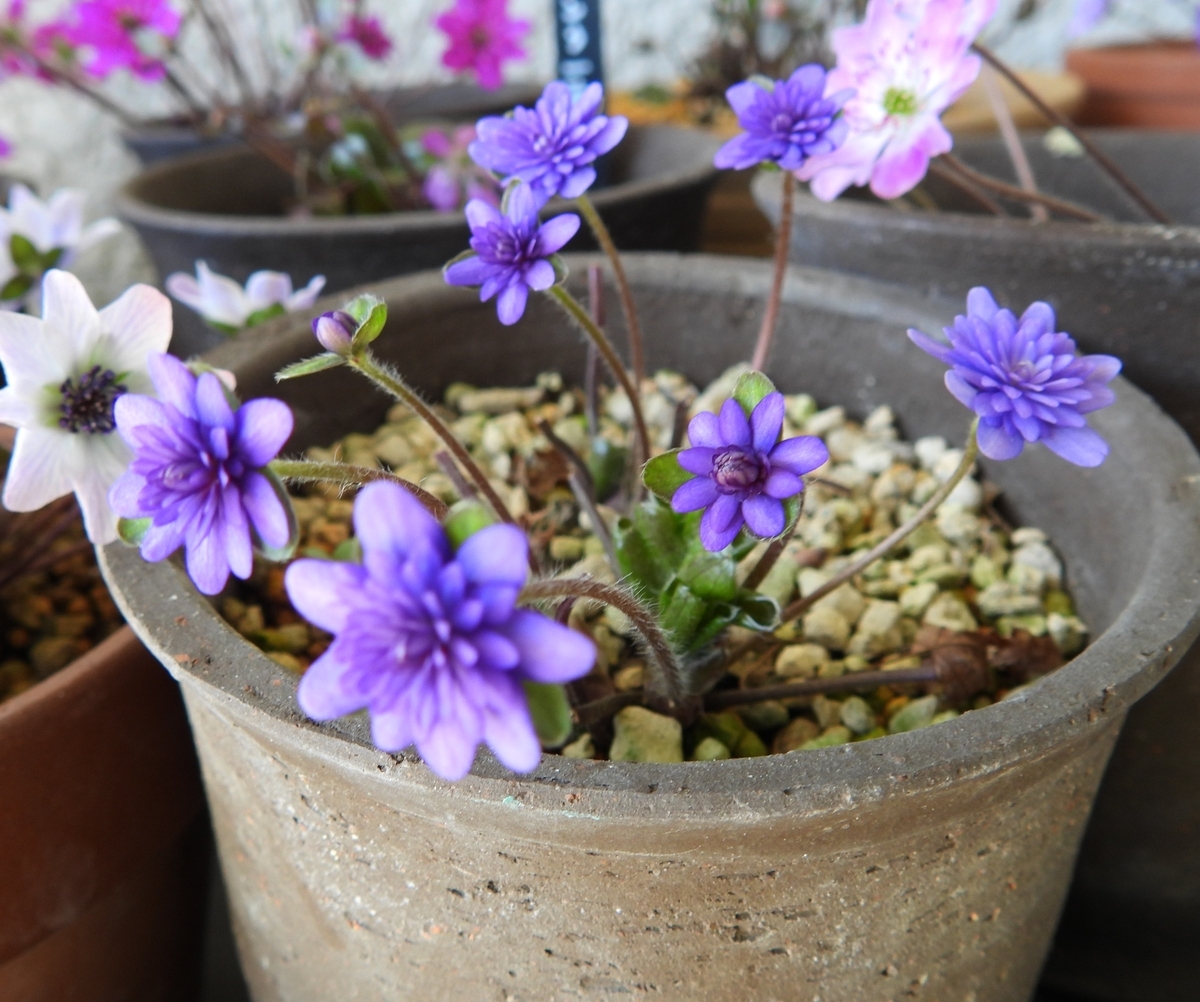千重咲の雪割草に魅了される毎日 - 花が好き 庭が好き keiのガーデン日誌