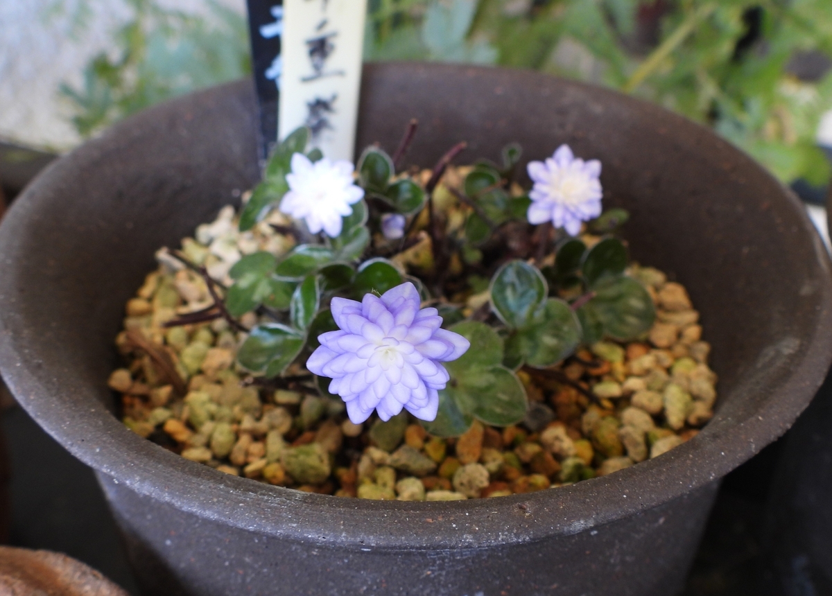 千重咲の雪割草に魅了される毎日 - 花が好き 庭が好き keiのガーデン日誌