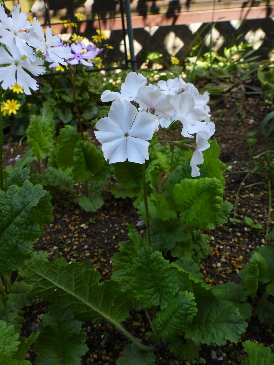 今年の日本サクラソウの開花状況とちょっと素敵なオダマキ - 花が好き