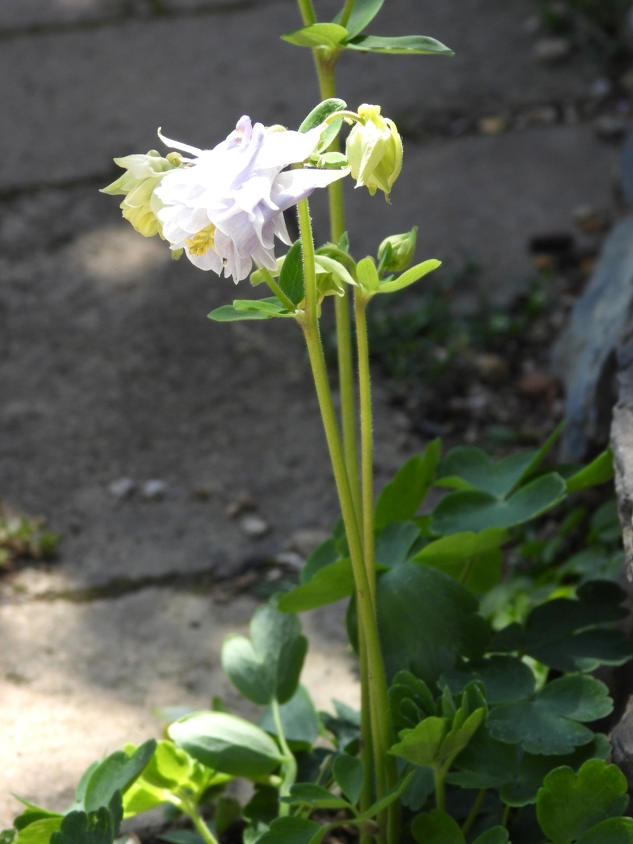 今年の日本サクラソウの開花状況とちょっと素敵なオダマキ - 花が好き
