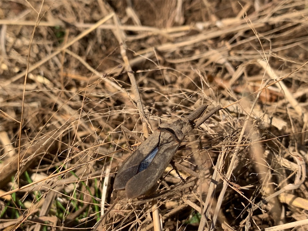 f:id:Kei8200:20191124223349j:image f:id:Kei8200:20191124223349j:image