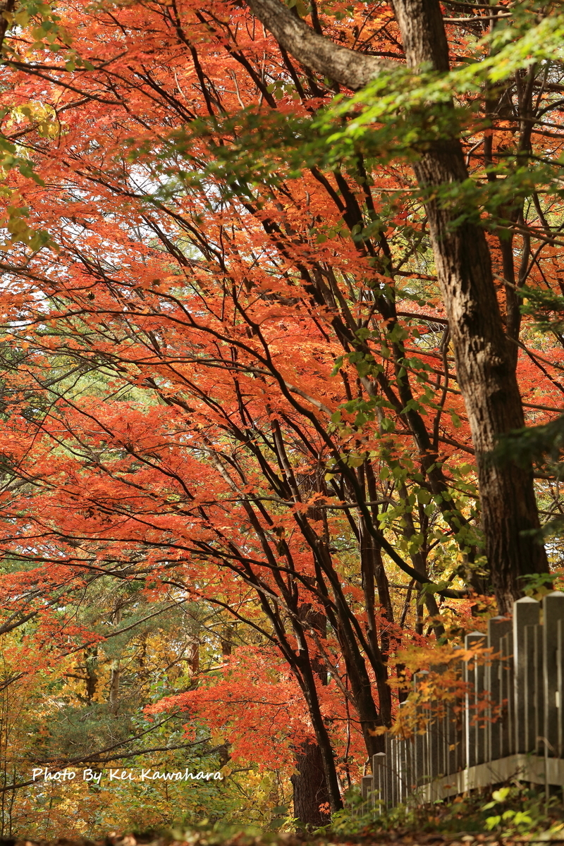 北海道の秋は短いのです 北海道旭川市 Living Happily With Photos