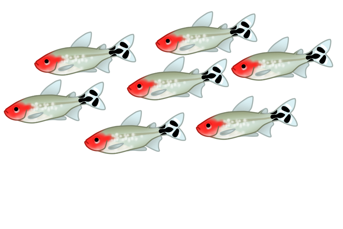 ラミーノーズテトラなど Aquathepresent 熱帯魚フリー素材