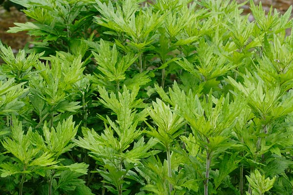 f:id:Kenbitious:20191122155309j:plain f:id:Kenbitious:20191122155309j:plain