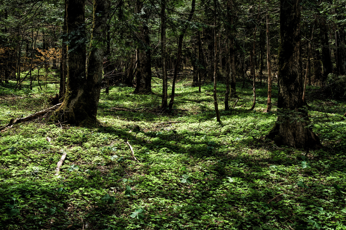 f:id:Kenbitious:20191210152045j:plain f:id:Kenbitious:20191210152045j:plain